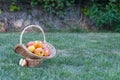 Wicker basket is woven of vines with yellow apples on the background of green grass, yellow ripe fruits, wicker straw, stone fence Royalty Free Stock Photo