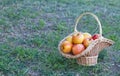 Wicker basket is woven of vines with yellow apples on the background of green grass, yellow ripe fruits, wicker straw, stone fence Royalty Free Stock Photo