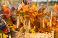 A wicker basket with yellow leaves and ears of wheat against the blue sky in autumn on a clear sunny day. Food, vegetables, agricu Royalty Free Stock Photo