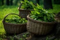 Wicker baskets filled with ceylon tea placed amidst the lush greenery of a vibrant tea plantation Royalty Free Stock Photo