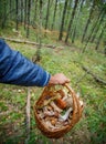 Basket full of various kinds of mushrooms in a forest