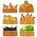 Wicker baskets for storing vegetables. Potatoes, zucchini, pumpkin, cabbage, carrot, onions. Products in storage. Vector