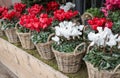 Wicker baskets with white and red cyclamen persicum plants in the garden shop Royalty Free Stock Photo