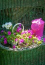 Wicker bench with tools for gardening planting, watering can Royalty Free Stock Photo