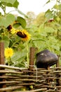 Wicker fence, sunflowers and pot