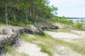 Wicker fences on the beach for the detention of sand movement and the reduction of man made effects Royalty Free Stock Photo