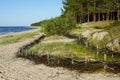 Wicker fences on the beach for the detention of sand movement and the reduction of man made effects Royalty Free Stock Photo