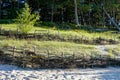 Wicker fences on the beach for the detention of sand movement and the reduction of man made effects Royalty Free Stock Photo