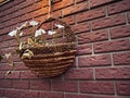 Wicker flower pot with white flowers on a brick wall Royalty Free Stock Photo