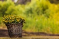 Wicker flower pot with yellow flowers inside Royalty Free Stock Photo