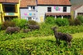 Wicker goats in English town