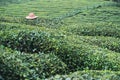 Wicker hat on rows of Turkish black tea plantations in Cayeli area Rize province