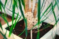 A wicker heart in a flower pot with a ficus tree. The concept of love for growing flowers and plants. Royalty Free Stock Photo