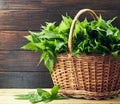 Wicker of nettle fresh plant on wooden table on rustic background