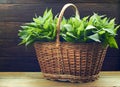 Wicker of nettle fresh plant on wooden table on rustic background