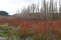 Wicker plantation fields in CaÃÂ±amares, Cuenca