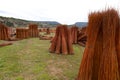 Wicker plantation fields in CaÃÂ±amares, Cuenca Royalty Free Stock Photo