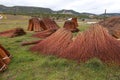 Wicker plantation fields in CaÃÂ±amares, Cuenca Royalty Free Stock Photo