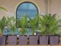 Wicker pots with decorative palm trees stand in a row in front of the sofa, which stands by the window of the building Royalty Free Stock Photo