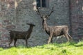 Wicker red Stags by Scone Castle Royalty Free Stock Photo