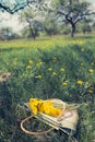 A wicker retro bag with a bouquet of yellow dandelions lies on the grass Royalty Free Stock Photo