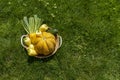 Wicker rustic basket full of seasonal vegetables on green grass in nature