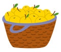 Straw Fruit Basket with Yellow Apples Vector Image Royalty Free Stock Photo