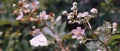 Wide 21:9 Shot of Butterfly mid stroke Wings down approaching a Blossom Royalty Free Stock Photo