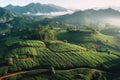 Wide aerial shot of a lush coffee plantation surrounded by rolling hills and misty mountains, capturing the scenic beauty and
