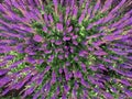 Wide angle aerial shot of a field of purple flowers