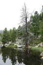 Wide angle Austrian calm scenic alps landscape of a conifer pine tree, rocks at a small lake Royalty Free Stock Photo