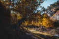 Wide-angle autumn scene with a hedge Royalty Free Stock Photo