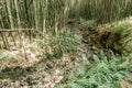 Bamboo forest in the hillside of volcano park gorilla trekking