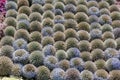 Wide angle beautiful background of cactus plants. Colorful green Echinocactus plants. Wallpaper with cactuses.