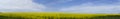 Wide angle blooming canola field, blue sky.Beautiful summer landscape Royalty Free Stock Photo