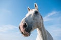 Wide angle close up portrait of white horse on a sunny day with blue sky Royalty Free Stock Photo