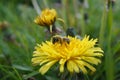 Wide-angle closeup on a female grey-gastered mining bee, Andrena tibialis in the field