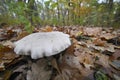 Wide-angle closeup on a grey colored Clouded Agaric or Clouded Funnel, Clitocybe nebularis on he forest floor Royalty Free Stock Photo
