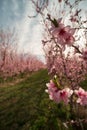 Wide angle closeup macro blooming peach tree blossoms in orchard row on the yakima indian reservation Royalty Free Stock Photo