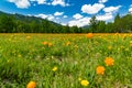 A wide angle field of orange flowers Trollius asiaticus against