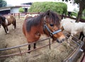 Funny image of a small size cute little white brown horse pony Royalty Free Stock Photo