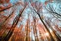 Wide angle forest shot with the sun and blue sky