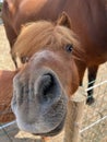 Wide angle funny portret of a small brown poney looking into the lense Royalty Free Stock Photo