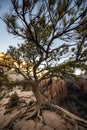 Wide Angle of Gnarly Tree On Angels Landing Royalty Free Stock Photo