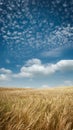 Wide angle Golden Fields Royalty Free Stock Photo