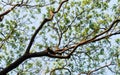 Wide angle high forest deciduous tree top branch plant orange and yellow color back lit sunset winter sky. High section. Plant