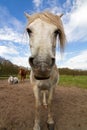 Wide angle horse portrait Royalty Free Stock Photo