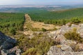 Huge firebreak and pine tree forest Royalty Free Stock Photo