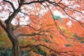 Wide angle landscape of Japanese Autumn Maple tree Royalty Free Stock Photo