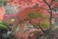 Wide angle landscape of Japanese Autumn Maple tree Royalty Free Stock Photo